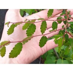 Zelkova abelicea