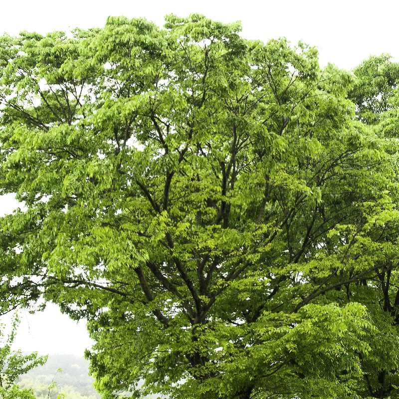 Zelkova serrata - established tree