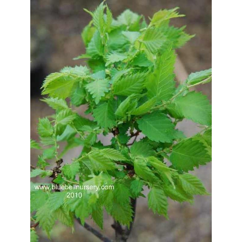 Zelkova serrata 'Goblin' Zelkova serrata 'Goblin'