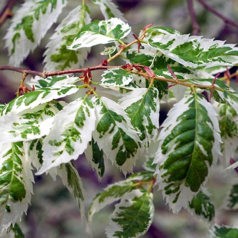 Zelkova serrata 'Variegata'