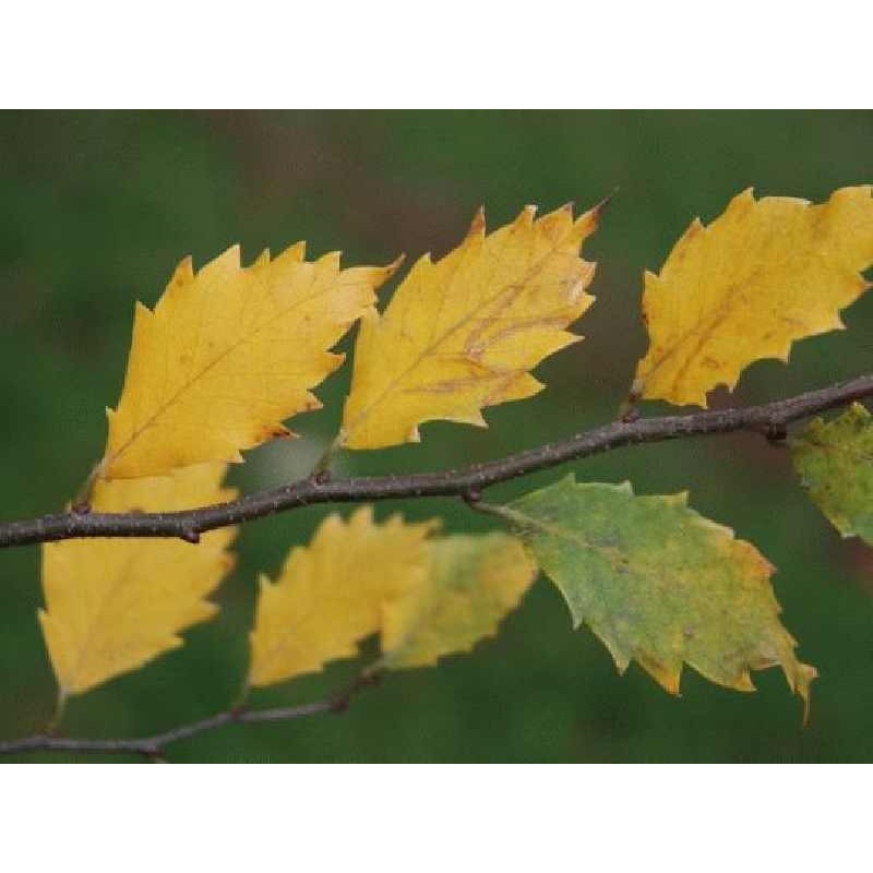 Zelkova x verschaffeltii autumn colour