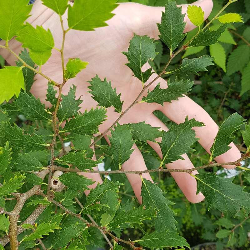 Zelkova x verschaffeltii Zelkova x verschaffeltii