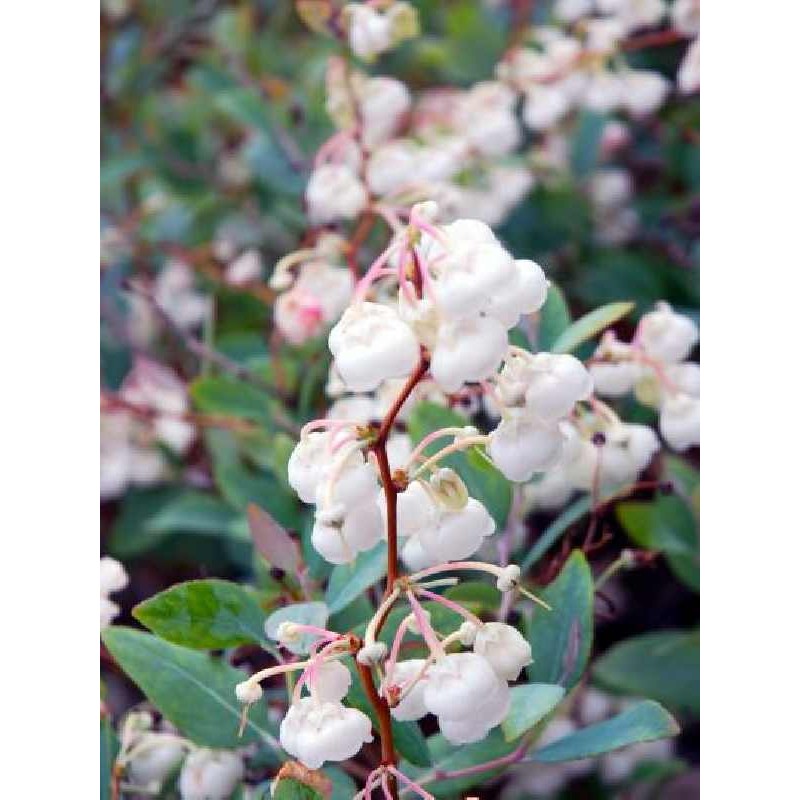 Zenobia pulverulenta 'Blue Skies' Zenobia pulverulenta 'Blue Skies'