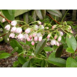 Zenobia pulverulenta 'Raspberry Ripple'