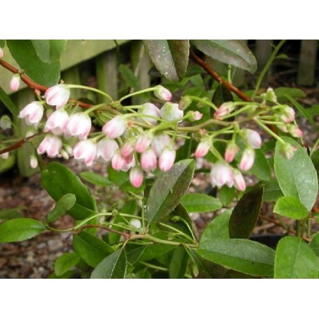 Zenobia pulverulenta 'Raspberry Ripple' Zenobia pulverulenta 'Raspberry Ripple'