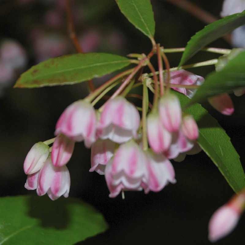 Zenobia pulverulenta 'Raspberry Ripple' Zenobia pulverulenta 'Raspberry Ripple'