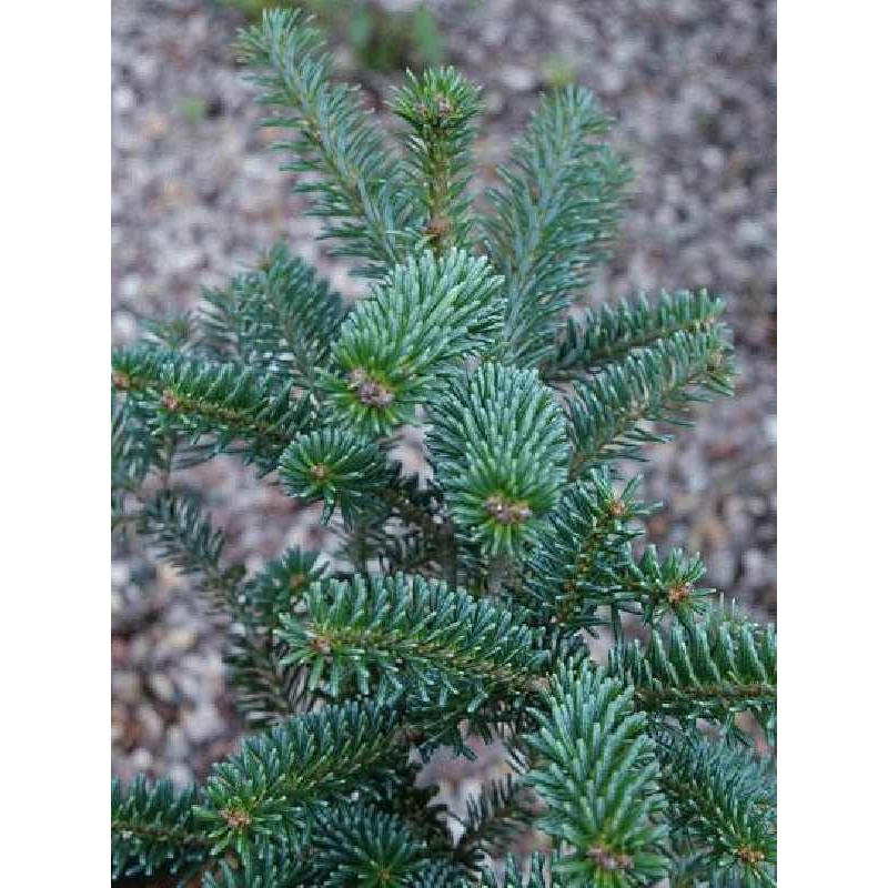 Abies koreana 'Blue Emperor' Abies koreana 'Blue Emperor'