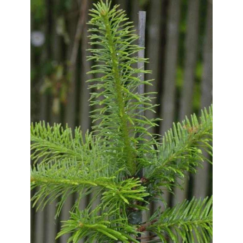 Abies nordmanniana 'Pendula'