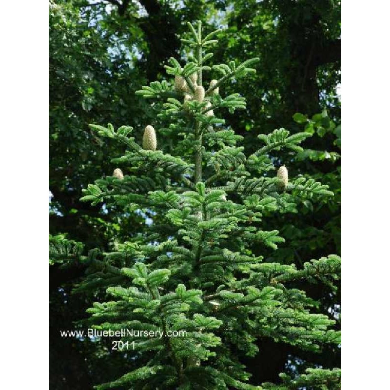 Abies nordmanniana