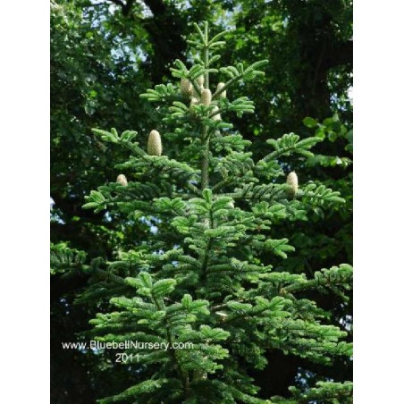 Abies nordmanniana Abies nordmanniana