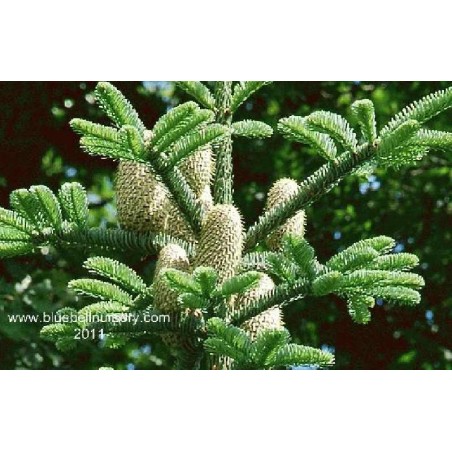 Abies nordmanniana Abies nordmanniana