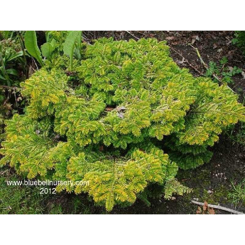Abies nordmanniana 'Golden Spreader' Abies nordmanniana 'Golden Spreader'
