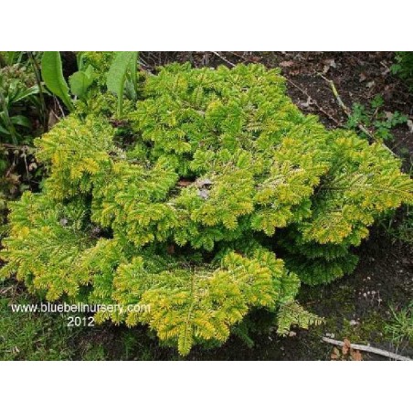 Abies nordmanniana 'Golden Spreader'