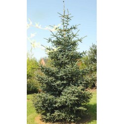 Abies pinsapo 'Glauca'