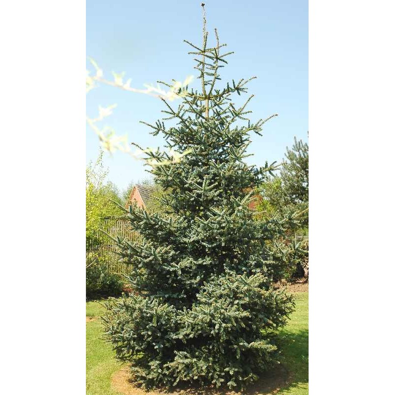 Abies pinsapo 'Glauca' Abies pinsapo 'Glauca'