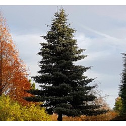 Abies pinsapo 'Glauca'