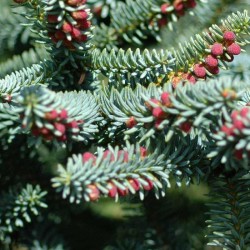 Abies pinsapo 'Glauca'