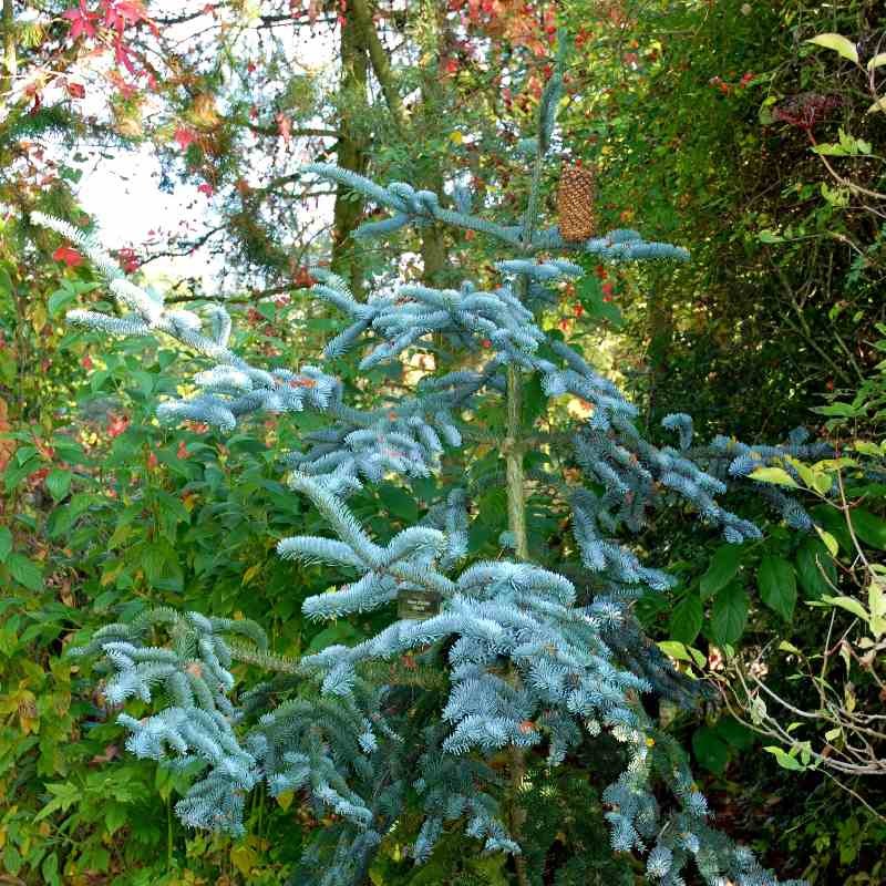 Abies procera 'Glauca' Abies procera 'Glauca'