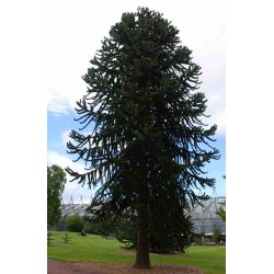 Araucaria araucana