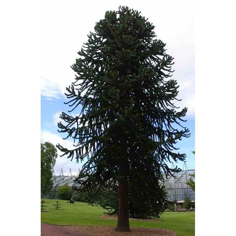 Araucaria araucana