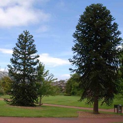 Araucaria araucana