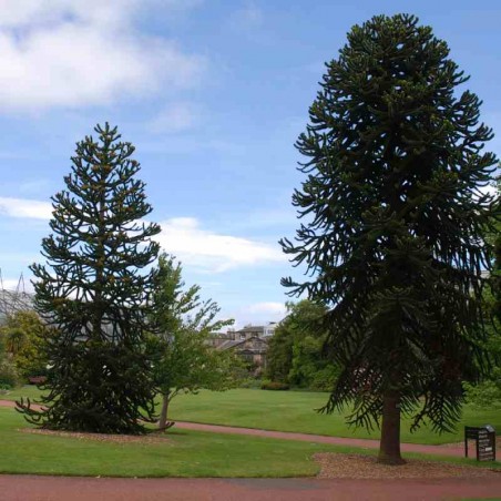 Araucaria araucana Araucaria araucana