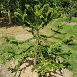 Araucaria araucana