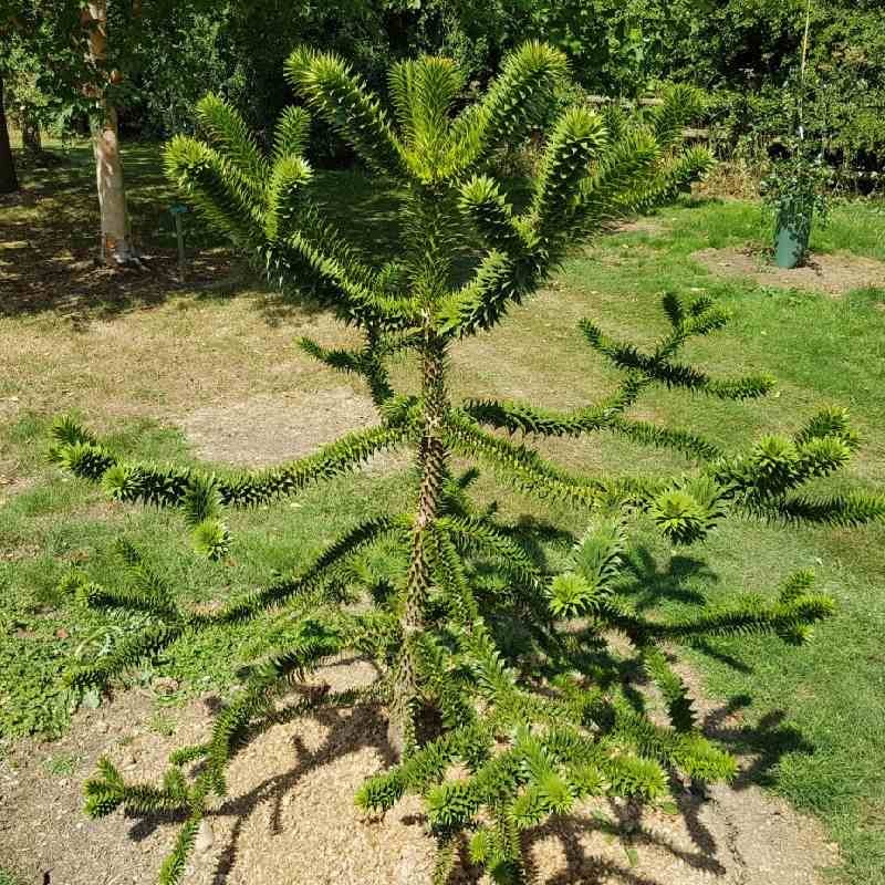 Araucaria araucana