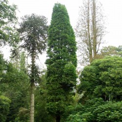 Calocedrus decurrens