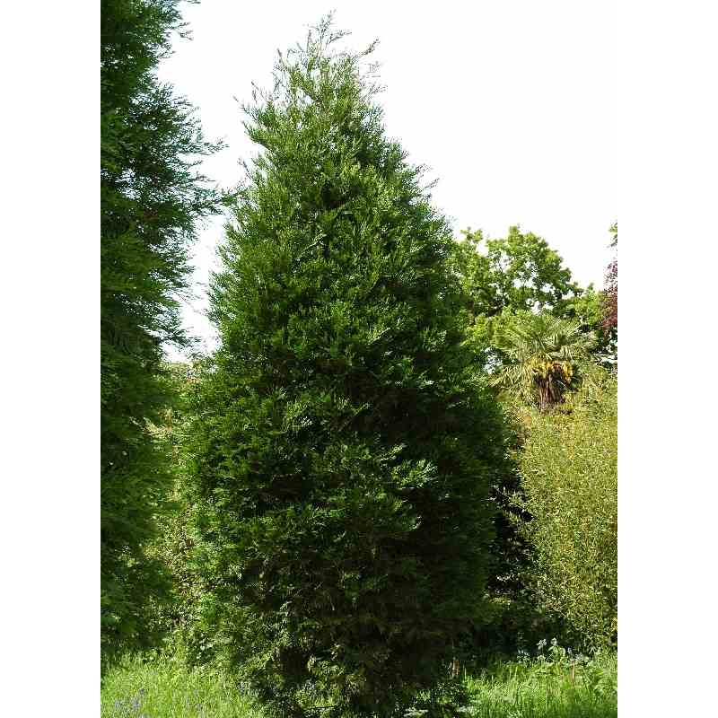 Calocedrus decurrens