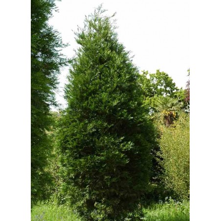 Calocedrus decurrens