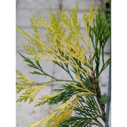 Calocedrus decurrens 'Aureovariegata'