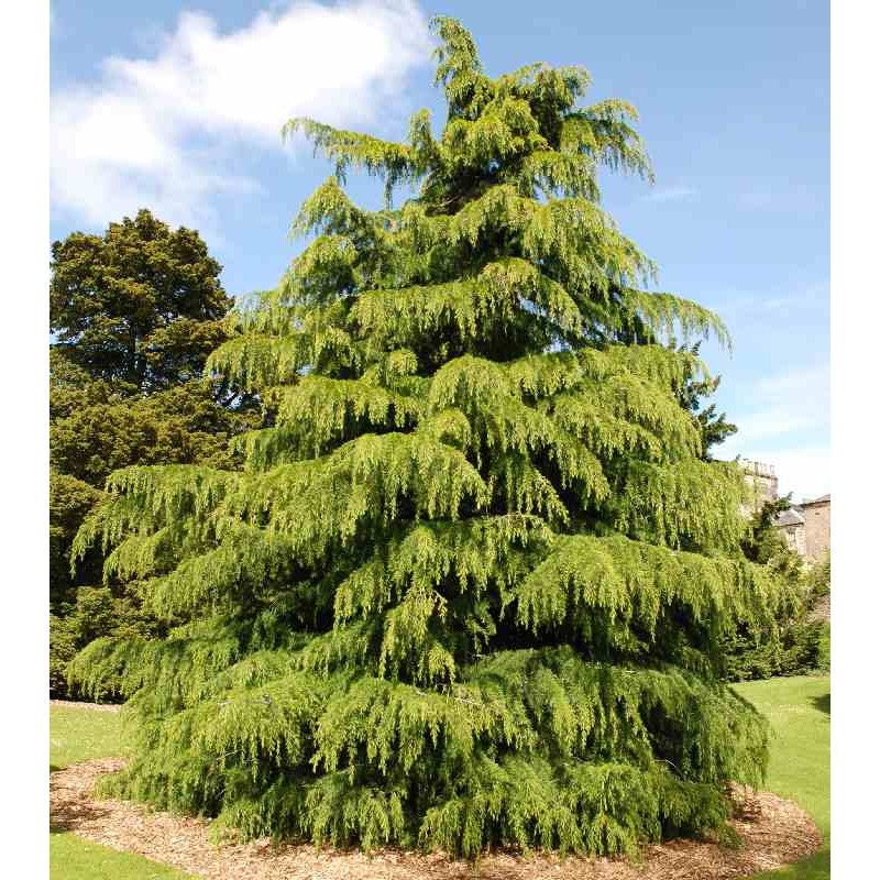 Cedrus deodara Cedrus deodara