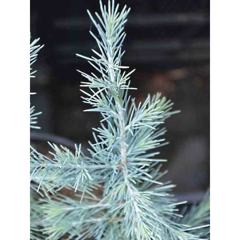 Cedrus deodara 'Bushs Electra' Cedrus deodara 'Bushs Electra'