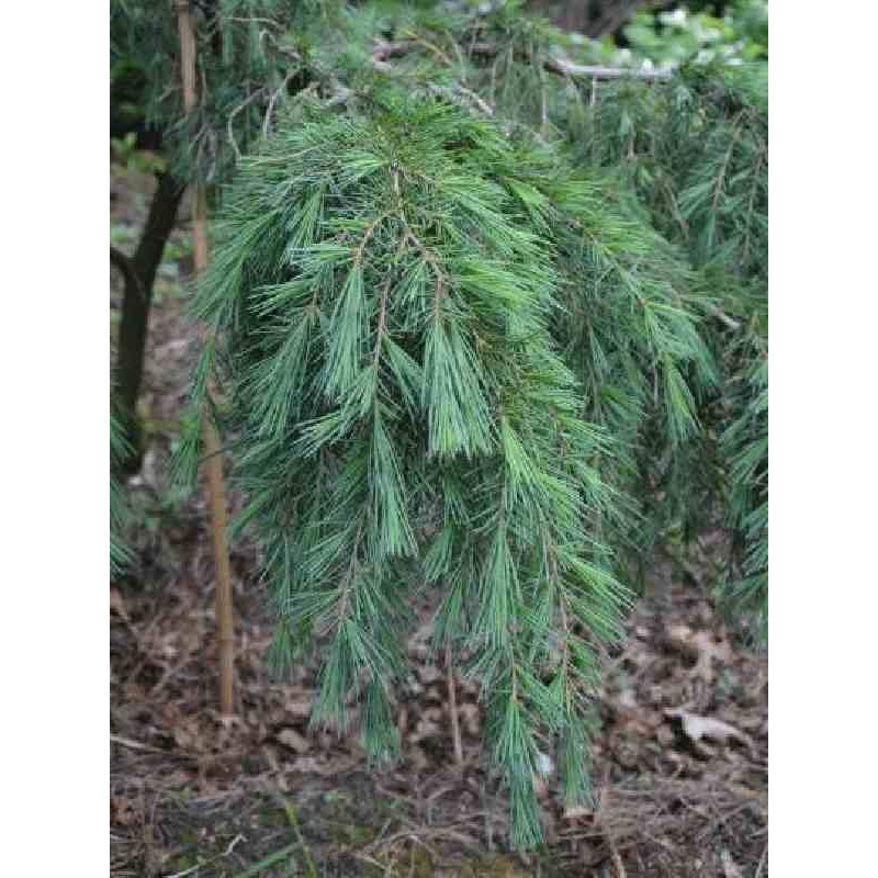 Cedrus deodara 'Feelin Blue' Cedrus deodara 'Feelin Blue'