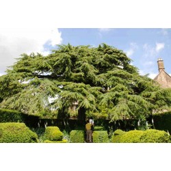 Cedrus libani