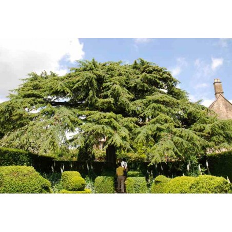 Cedrus libani Cedrus libani