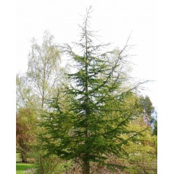 Cedrus libani