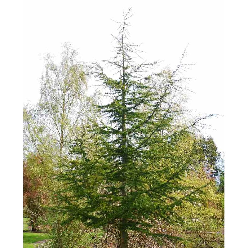 Cedrus libani