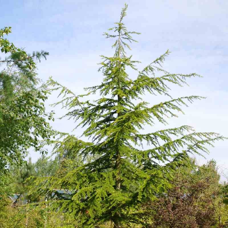 Cedrus libani