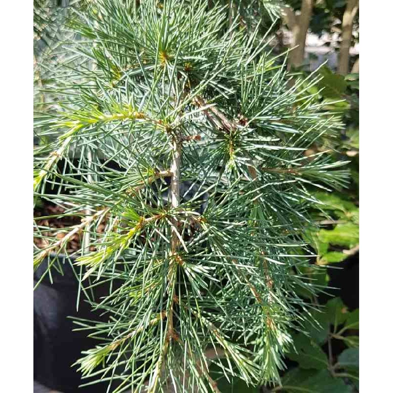 Cedrus libani 'Sargentii' Cedrus libani 'Sargentii'