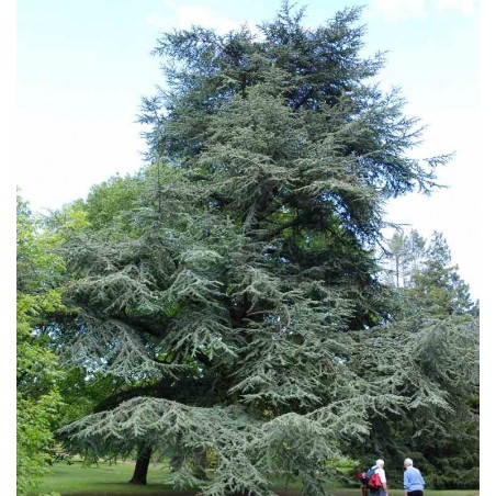 Cedrus libani subsp atlantica 'Glauca' Cedrus libani subsp atlantica 'Glauca'