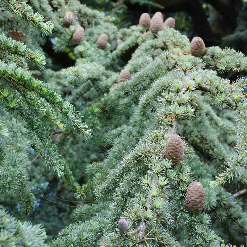 Cedrus libani subsp atlantica 'Glauca'