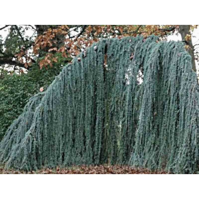 Cedrus libani subsp atlantica 'Glauca Pendula'