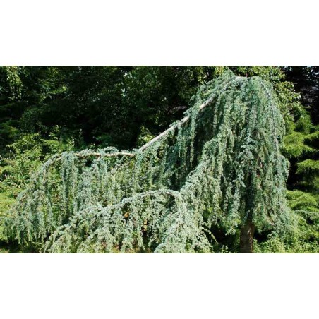 Cedrus libani subsp atlantica 'Glauca Pendula' Cedrus libani subsp atlantica 'Glauca Pendula'