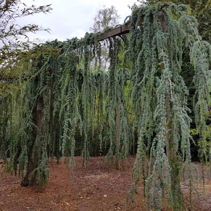 Cedrus libani subsp atlantica 'Glauca Pendula'