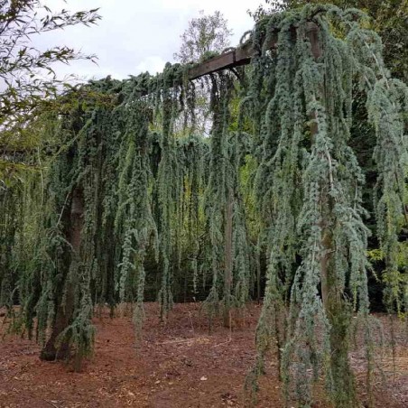 Cedrus libani subsp atlantica 'Glauca Pendula' Cedrus libani subsp atlantica 'Glauca Pendula'