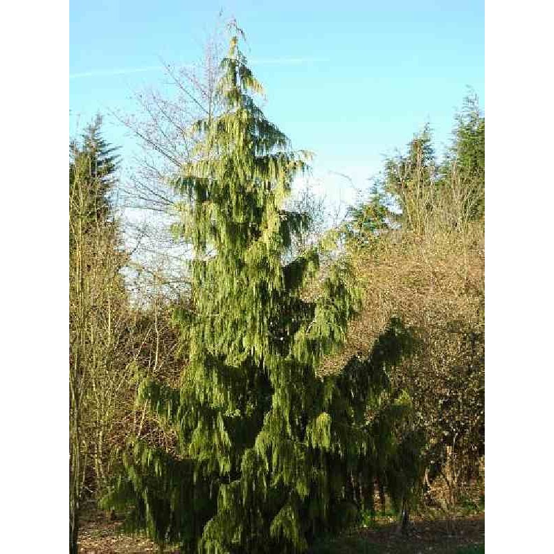 Chamaecyparis nootkatensis 'Pendula'