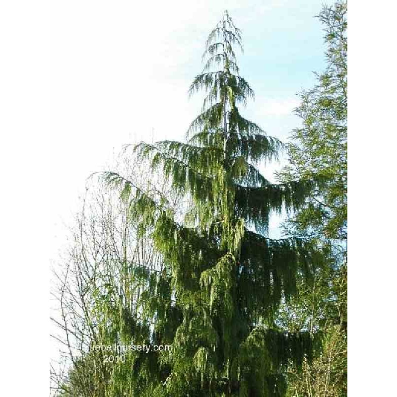 Chamaecyparis nootkatensis 'Pendula'