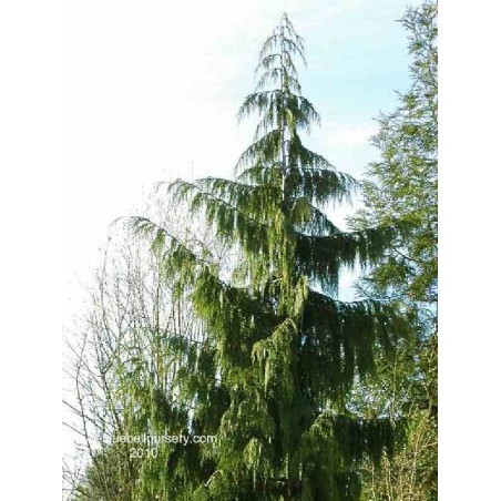 Chamaecyparis nootkatensis 'Pendula'